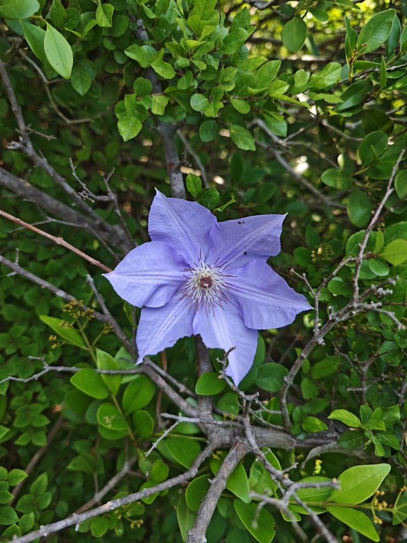 Clematis lanuginosa photo 3