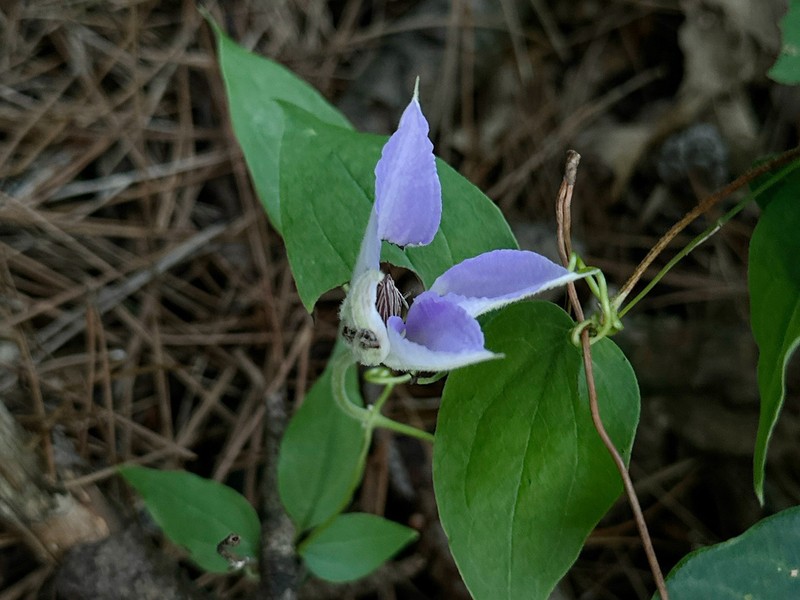 Clematis lanuginosa photo 6