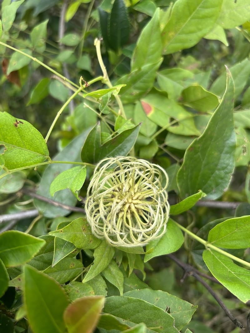 Clematis lanuginosa photo 7