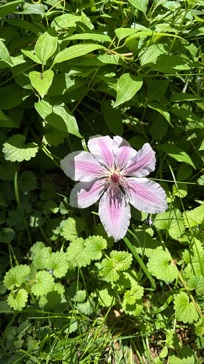 Clematis lanuginosa photo 8