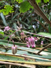 Clematis lasiandra