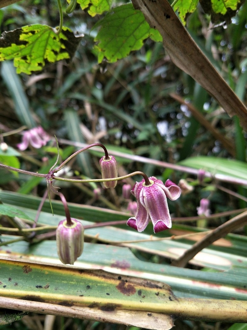 Clematis lasiandra