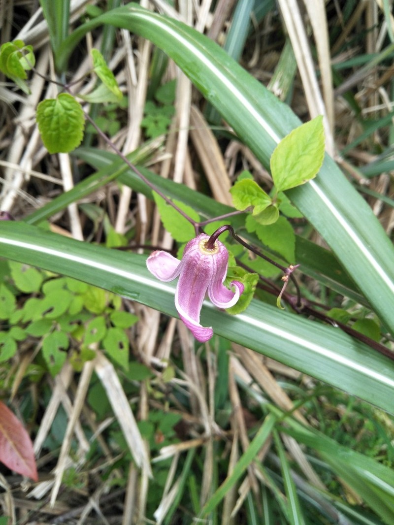 Clematis lasiandra photo 2