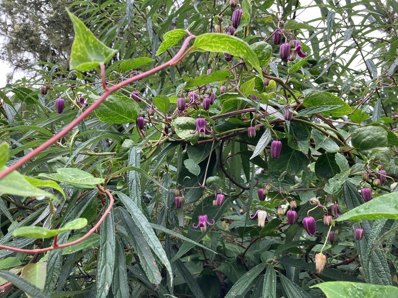 Clematis lasiandra photo 3