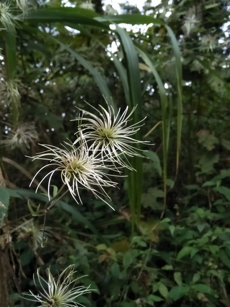 Clematis lasiandra photo 4