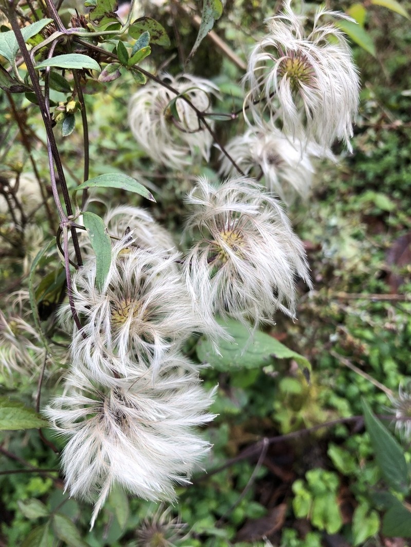 Clematis lasiandra photo 5