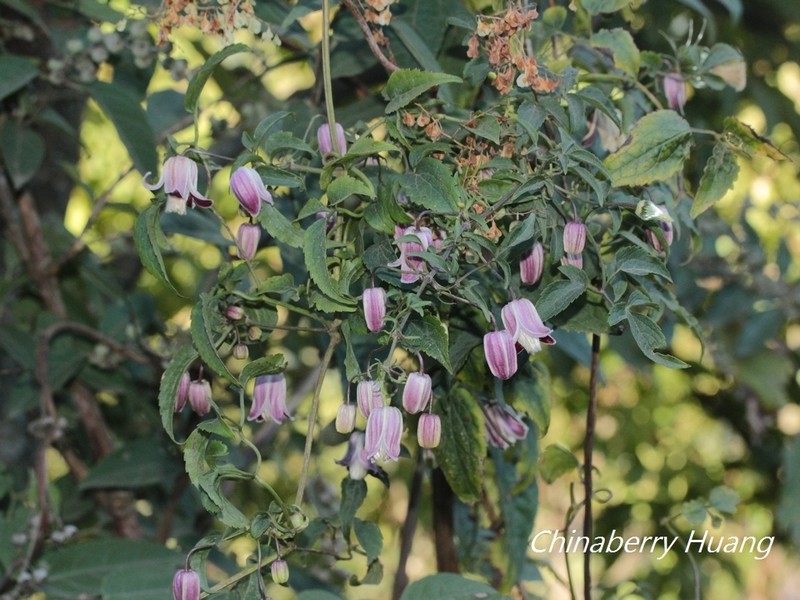 Clematis lasiandra photo 6