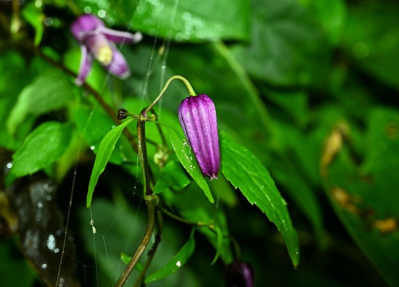 Clematis lasiandra photo 7