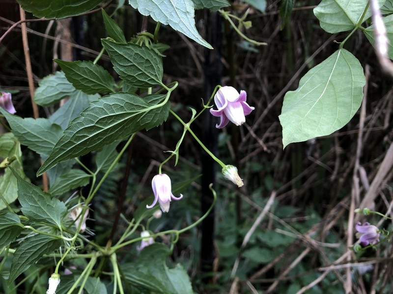 Clematis lasiandra photo 8