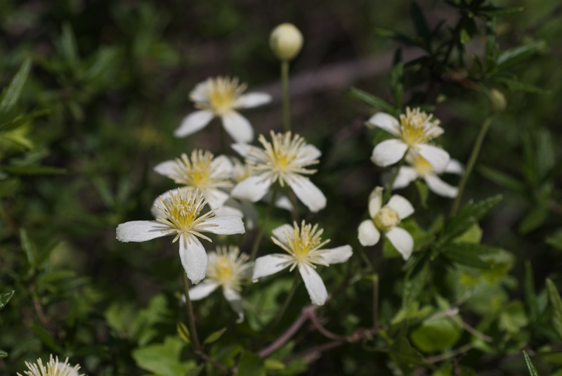 Pipestem Clematis
