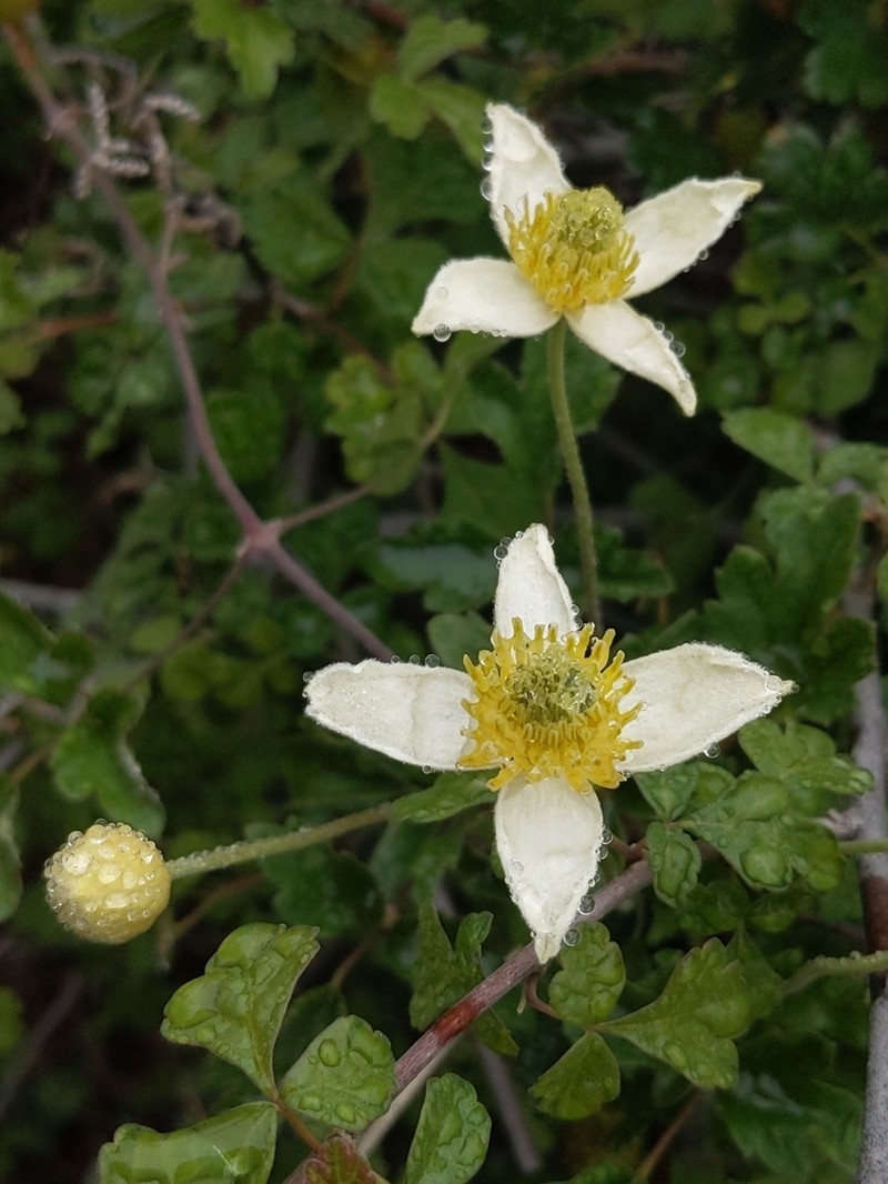 Pipestem Clematis