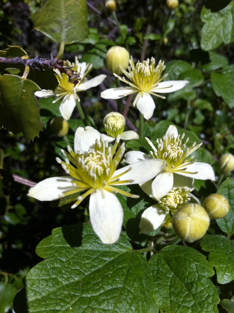Pipestem Clematis photo 2