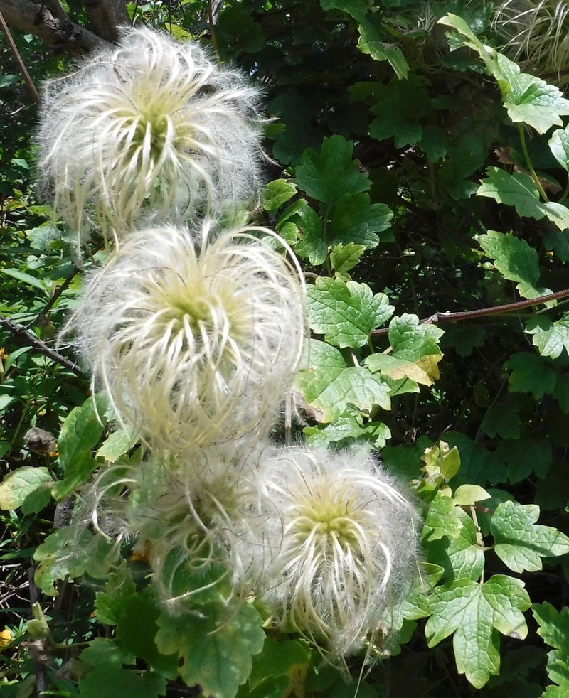 Pipestem Clematis photo 3
