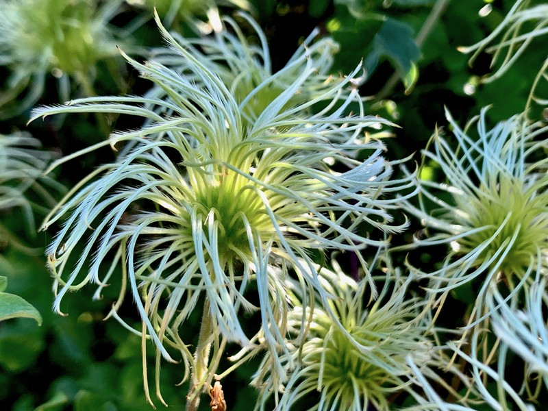 Pipestem Clematis photo 4
