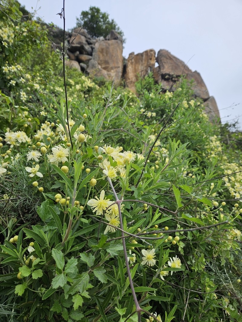 Pipestem Clematis photo 5