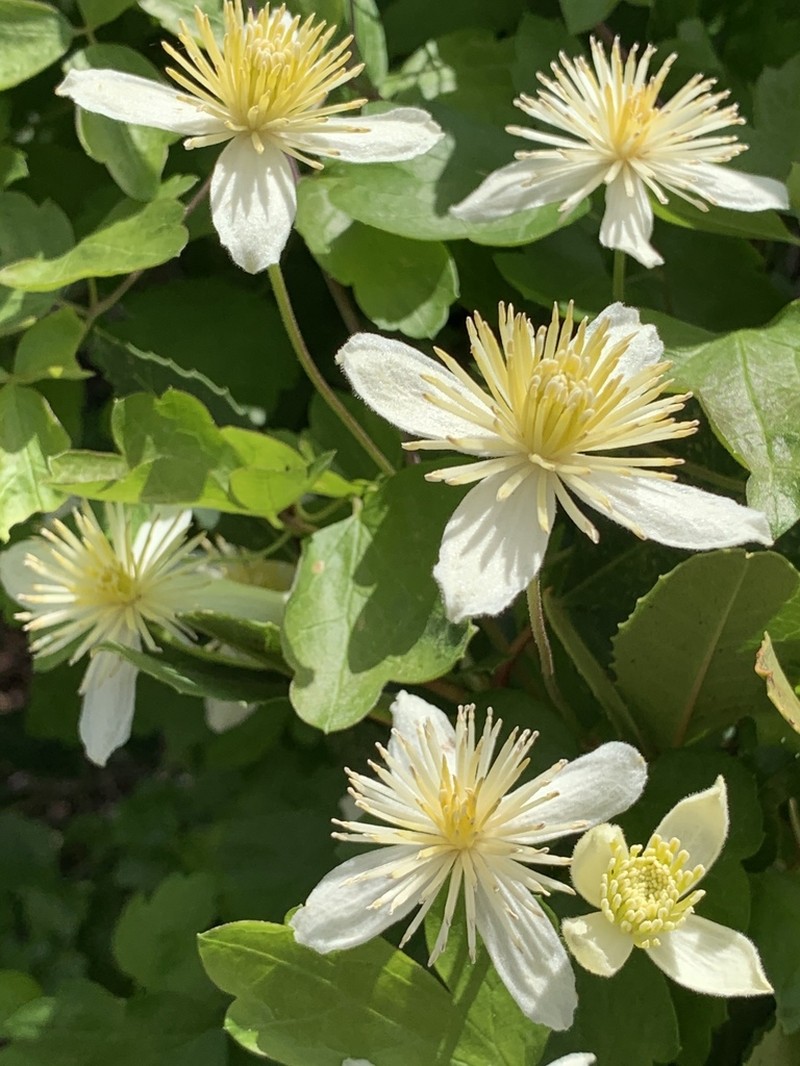 Pipestem Clematis photo 6