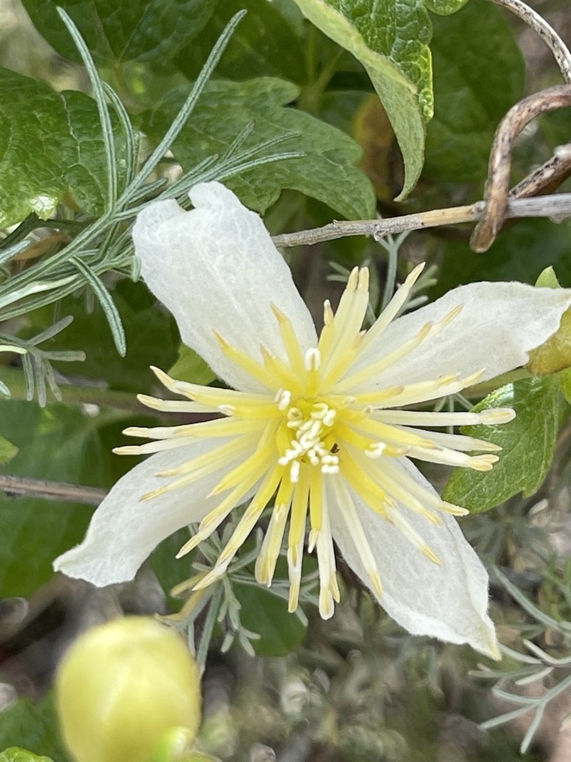 Pipestem Clematis photo 7