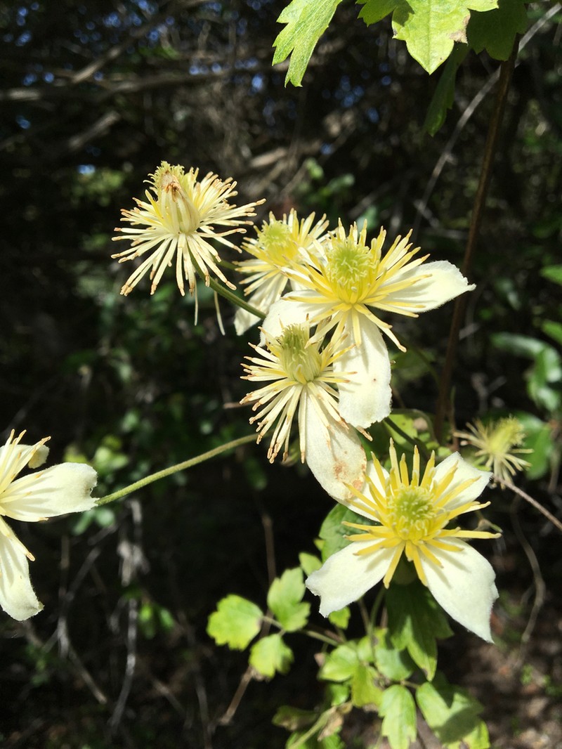 Pipestem Clematis photo 8