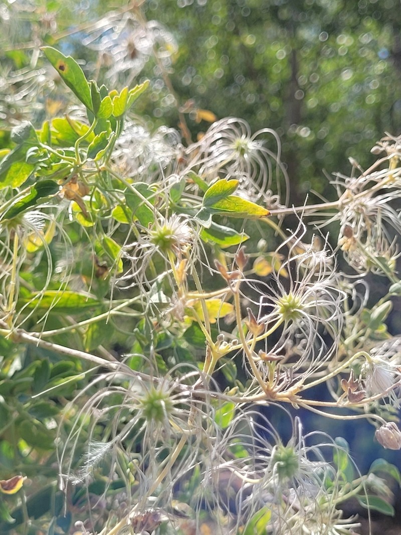 Clematis lathyrifolia