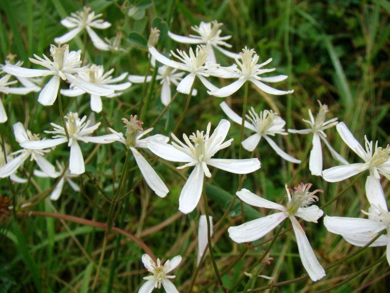 Clematis lathyrifolia photo 2