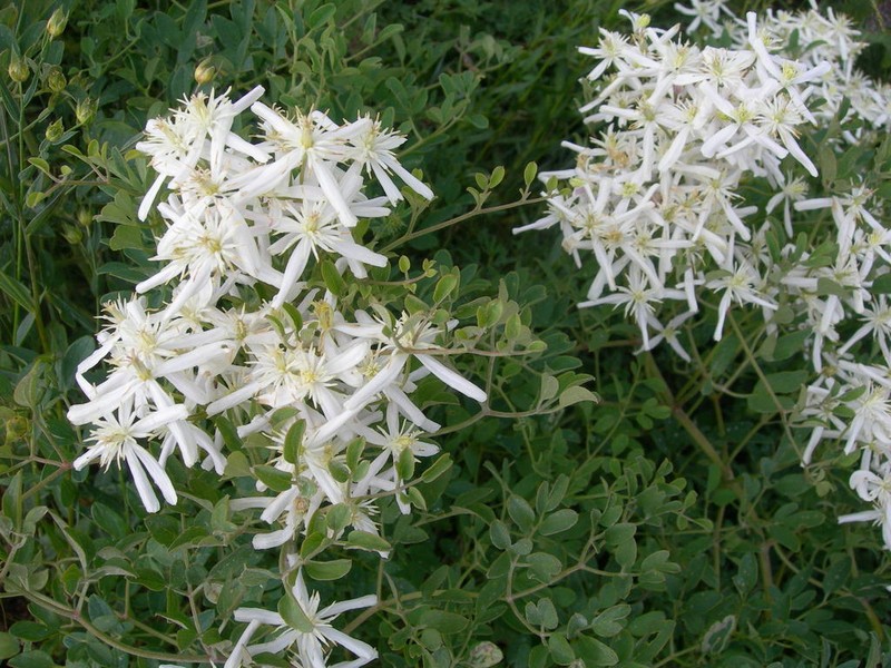 Clematis lathyrifolia photo 3