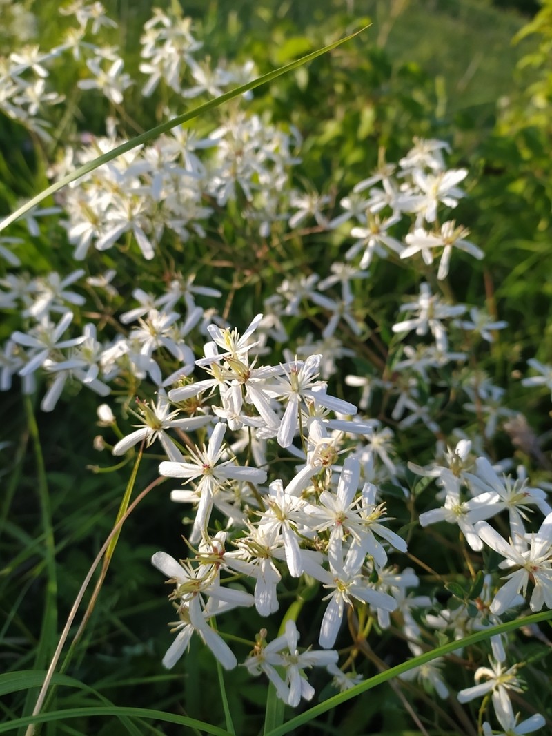 Clematis lathyrifolia photo 4