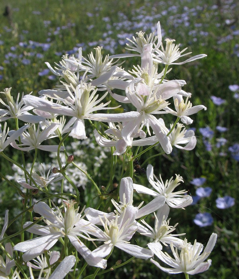 Clematis lathyrifolia photo 5