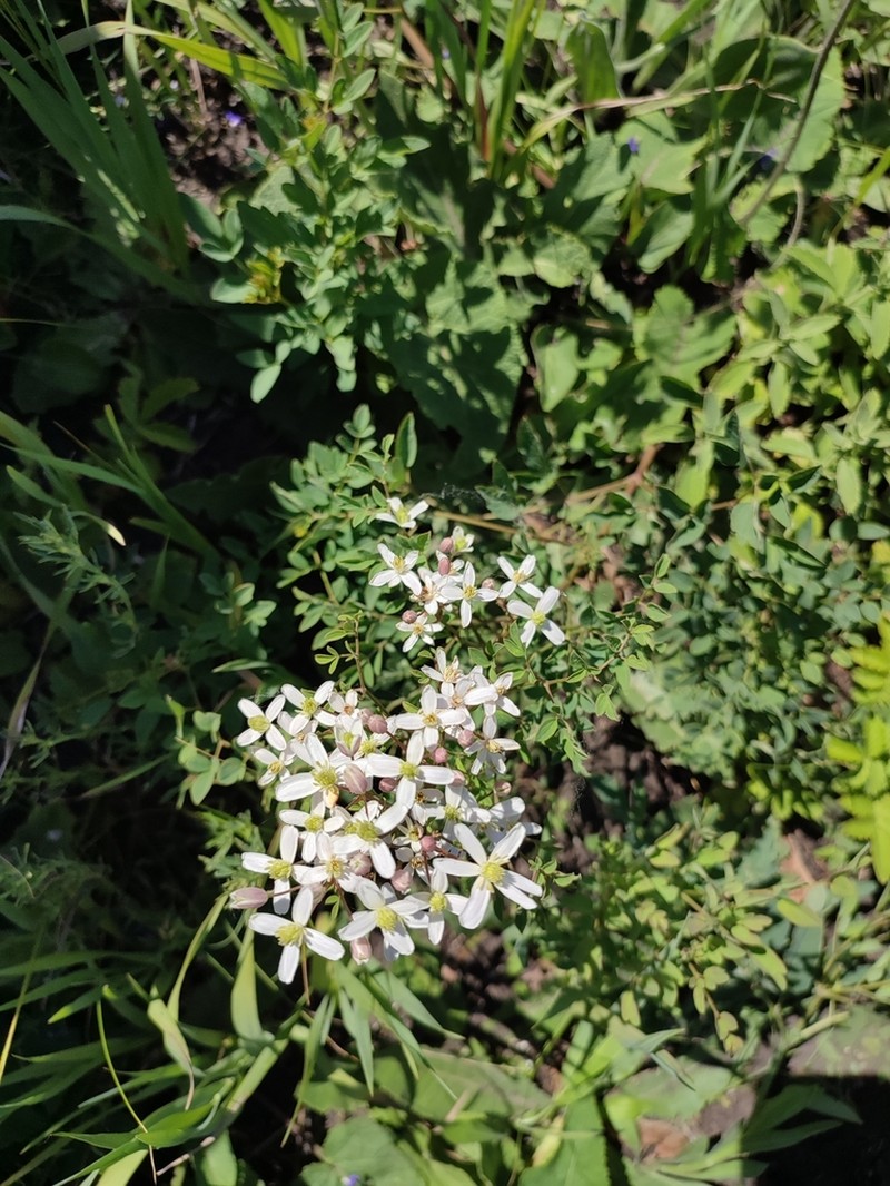 Clematis lathyrifolia photo 6