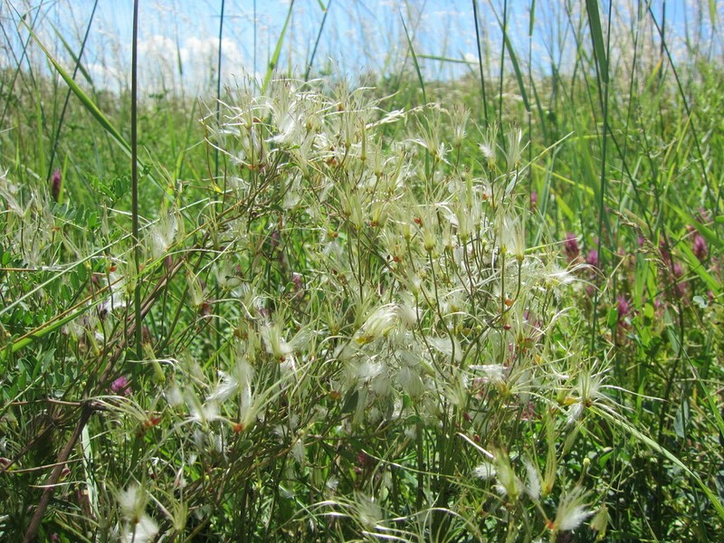 Clematis lathyrifolia photo 7