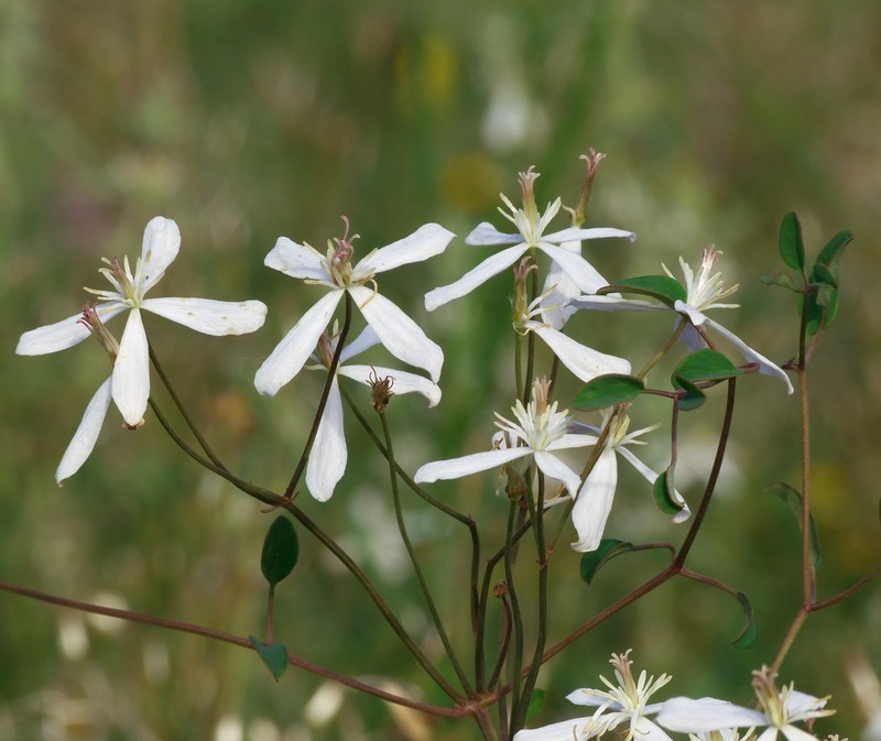 Clematis lathyrifolia photo 8