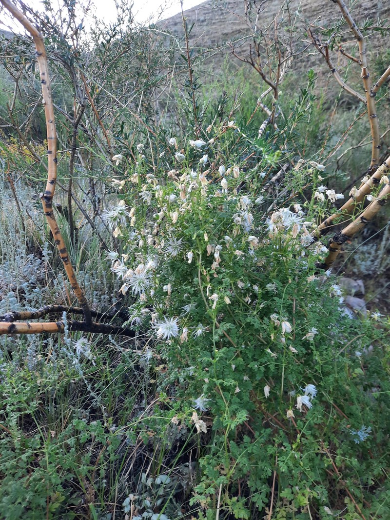 Clematis latisecta photo 3