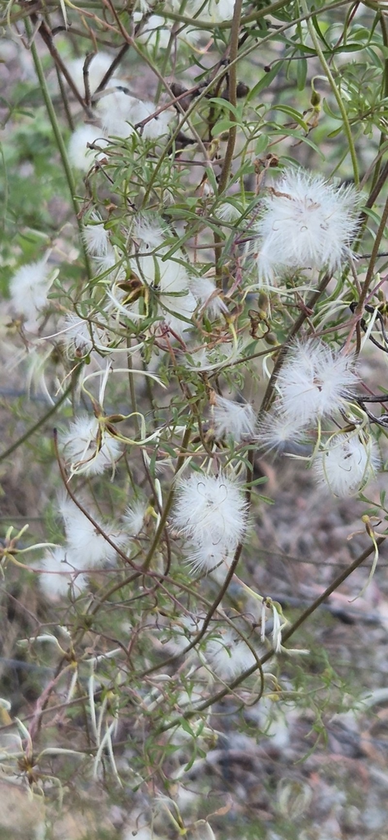 Clematis leptophylla