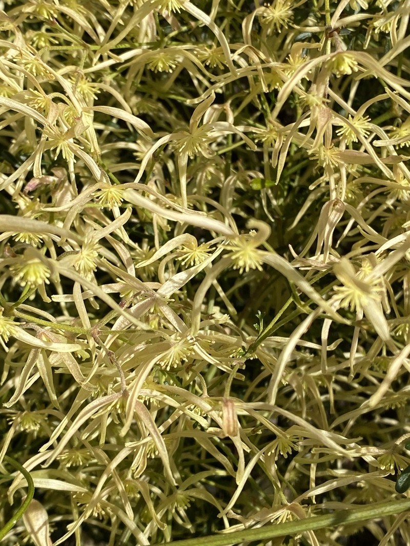 Clematis leptophylla photo 4