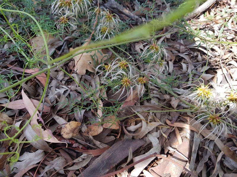 Clematis leptophylla photo 7