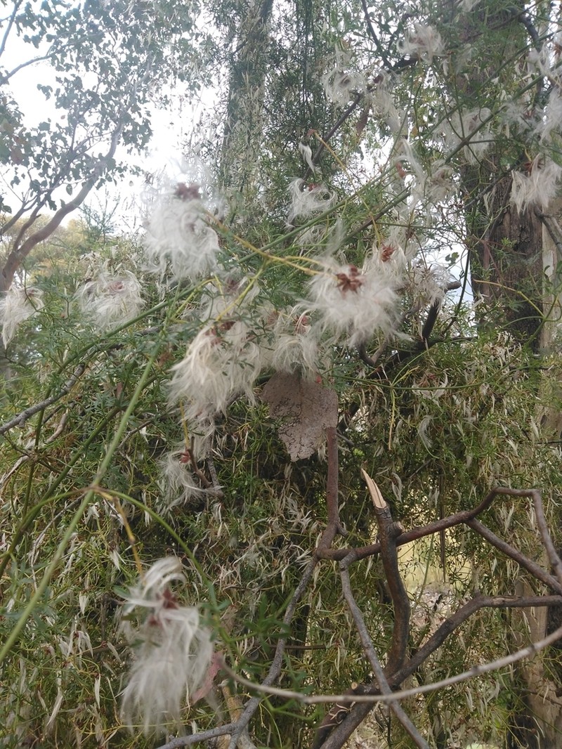Clematis leptophylla photo 8