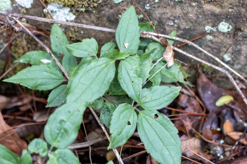 Clematis leschenaultiana