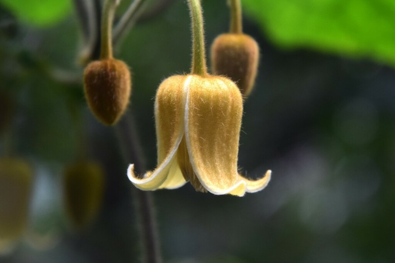 Clematis leschenaultiana photo 2
