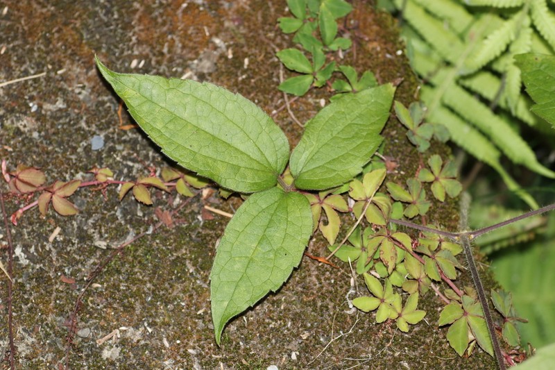 Clematis leschenaultiana photo 3