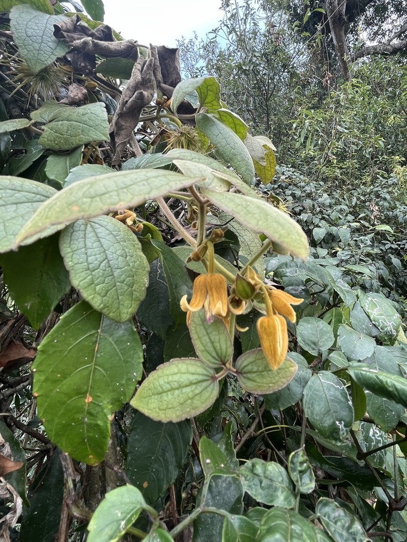 Clematis leschenaultiana photo 4