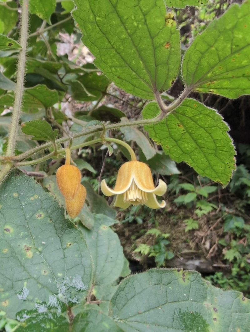 Clematis leschenaultiana photo 5