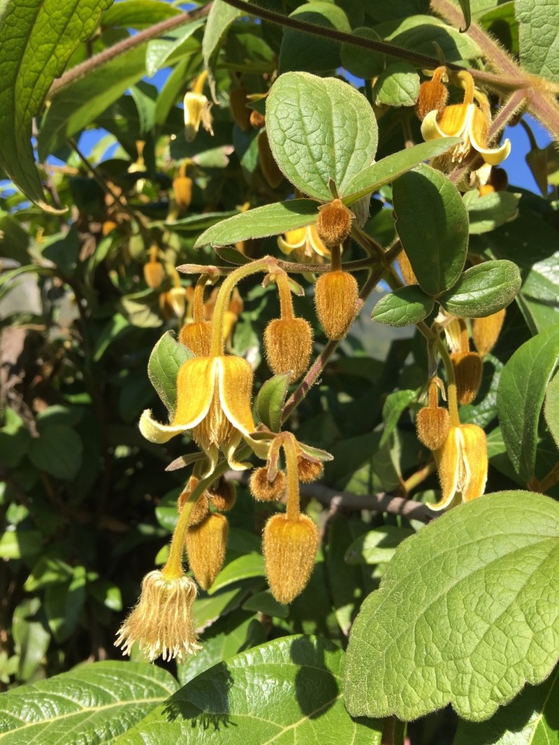 Clematis leschenaultiana photo 8