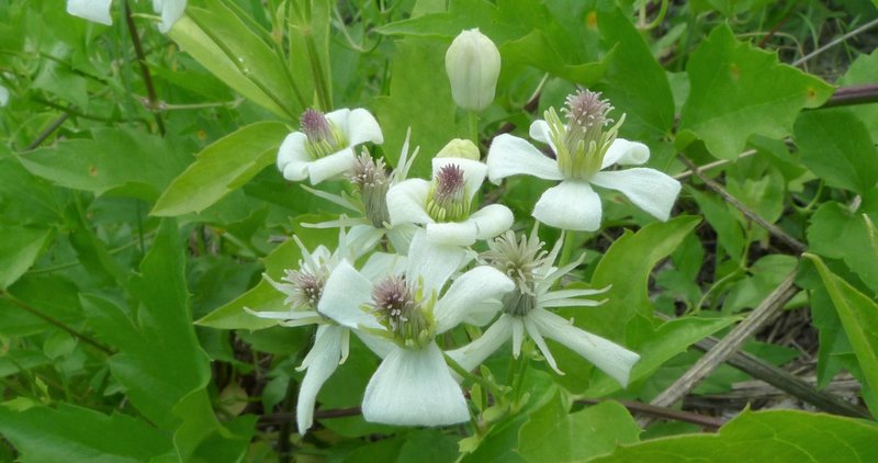 Western White Clematis