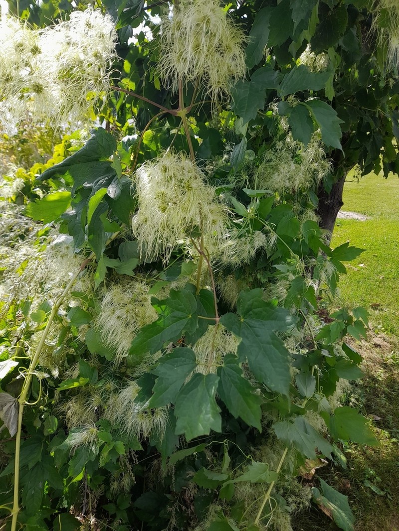 Western White Clematis