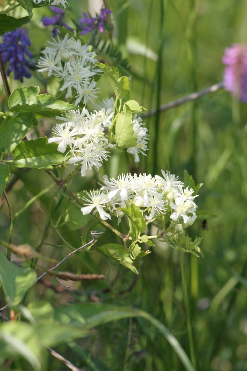 Western White Clematis photo 2