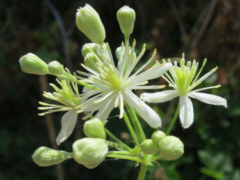 Western White Clematis photo 3