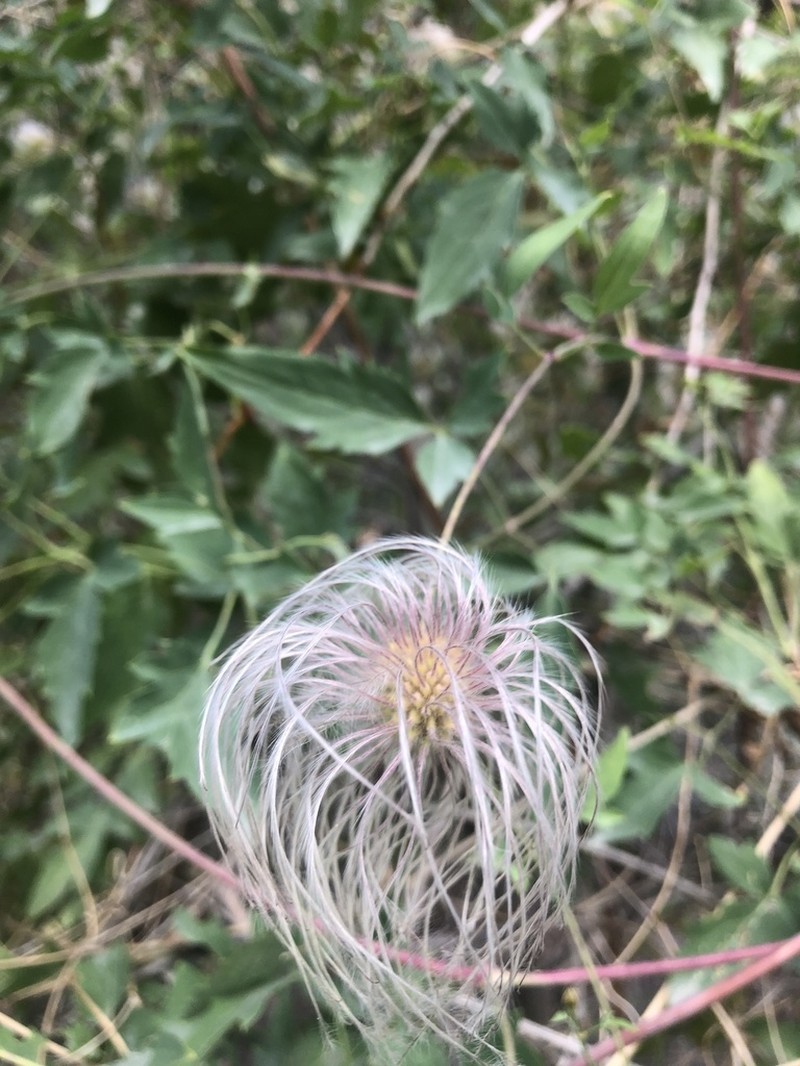 Western White Clematis photo 4