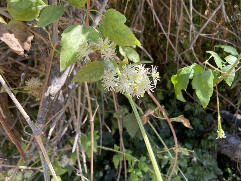Western White Clematis photo 5