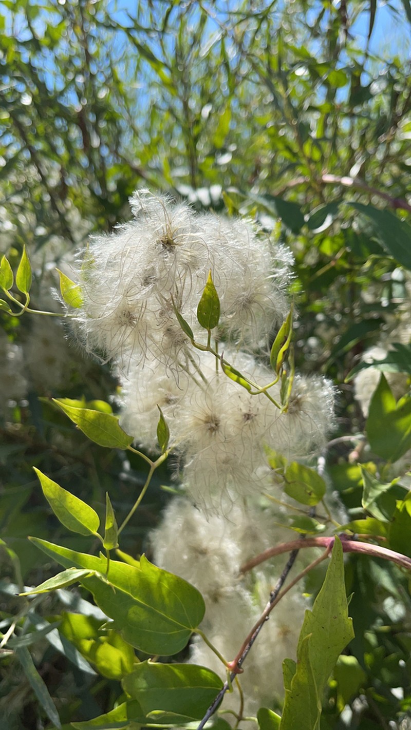 Western White Clematis photo 6