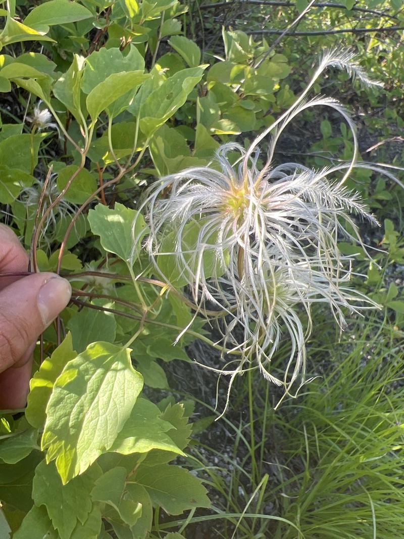 Western White Clematis photo 7