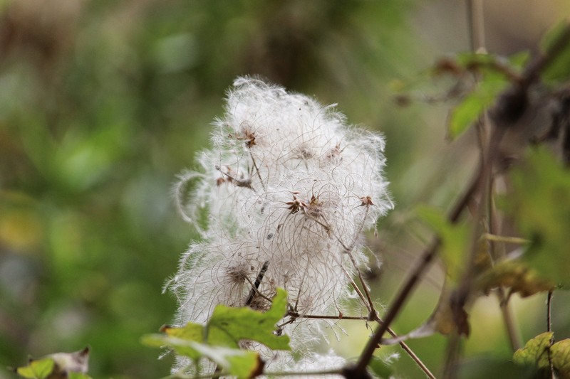 Western White Clematis photo 8